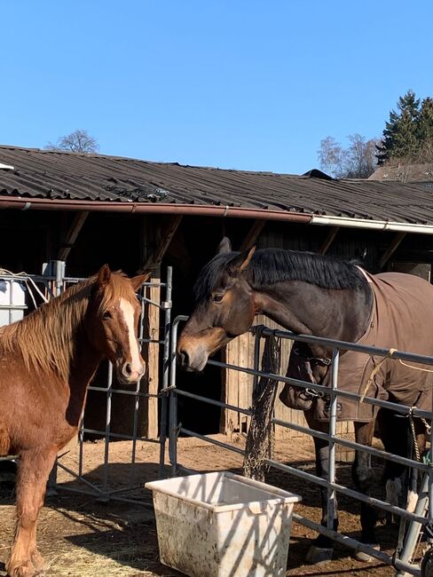 Braver großer Wallach mit toller Springmanier, Laura , Pferd kaufen, Ruppichteroth, Abbildung 9