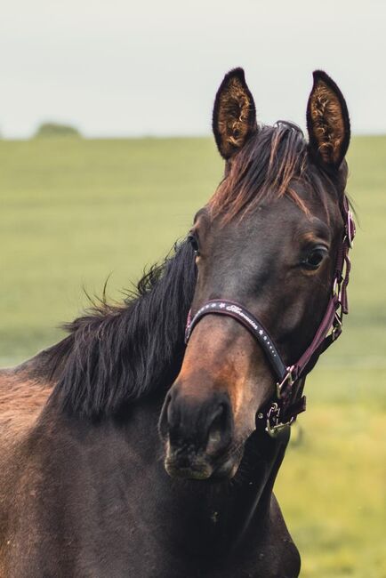 braver Hengst , Freizeitkumpel, Erik R., Pferd kaufen, Hohnstein