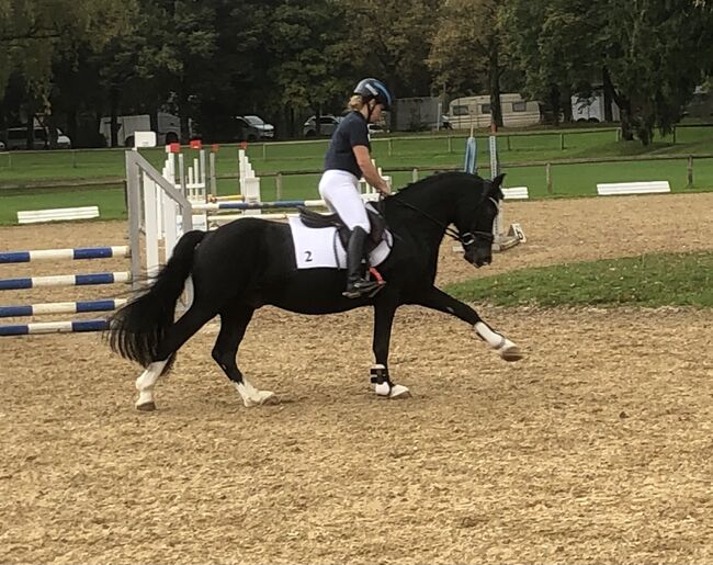 Braver Sport-Pony-Wallach, Hoppereiter, Pferd kaufen, Holzkirchen