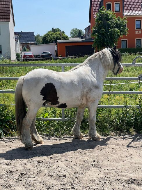 Braver Tinker wallach sucht neues Zuhause, Helene Penndorf , Pferd kaufen, Luckenau , Abbildung 7