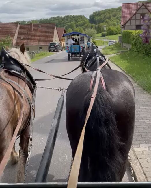 Braves Freizeitpferd / Fahrpferd, Luna, Pferd kaufen, Sangerhausen , Abbildung 5