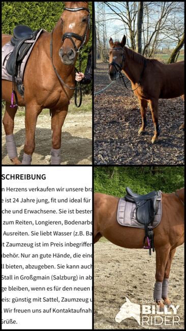 Braves Freizeitpferd zu vergeben!, Katharina , Pferd kaufen, Großgmain , Abbildung 5