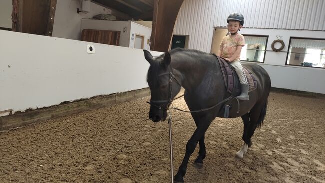 Braves Ponystute,13jahre,150cm., B.M., Pferd kaufen, Großheide, Abbildung 3