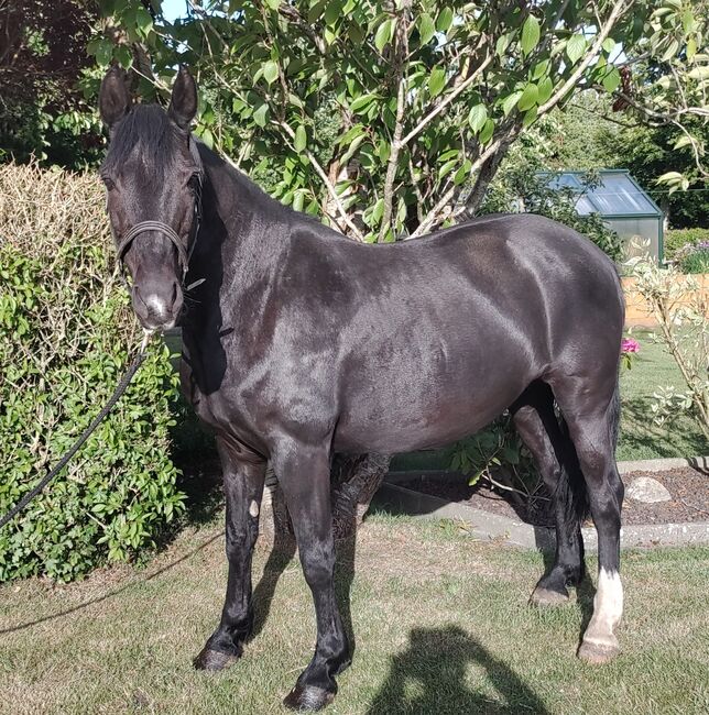 Braves Ponystute,13jahre,150cm., B.M., Pferd kaufen, Großheide