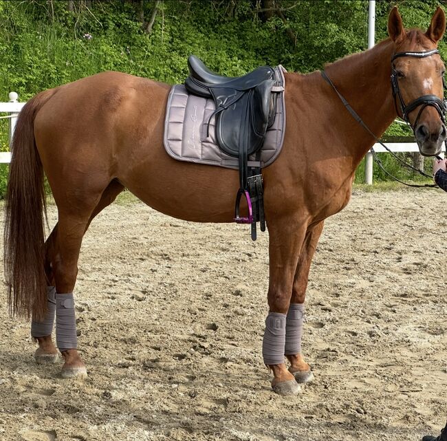 Braves tolles Pferd zu verkaufen!, Katharina , Pferd kaufen, Großgmain 