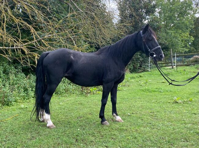 BravesFahrpony, Wolfgang Distel, Horses For Sale, 31008 Elze Esbeck