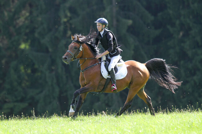 Deckanzeige Vollblutaraber, Shagya Araber, Anglo-Araber, Deutsches Edelblut / Arabisch Partbred, Birgit, Horses For Sale, Neumarkt-Sankt Veit