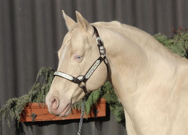 Deckanzeige - AQHA Cremello AQHA Deckhengst, Manuela , Horses For Sale, Pöttsching