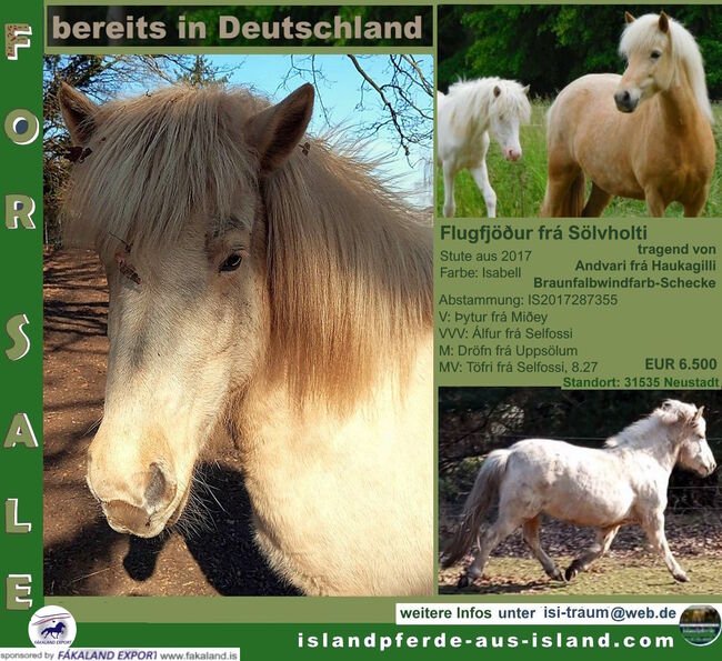 Zuchtpaket: Isbellstute mit Baby an Bord, Islandpferde-aus-Island, Horses For Sale, Südisland