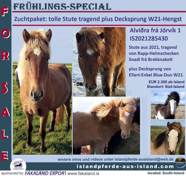 Zuchtpaket: Stute tragend, plus Decksprung, Islandpferde-aus-Island, Horses For Sale, Südisland