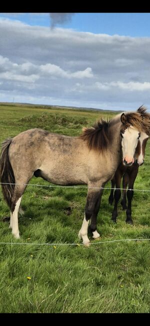 Zuchtpaket: Windfarbene Stute + Decksprung von W-21-Hengst, Islandpferde-aus-Island, Horses For Sale, Südisland