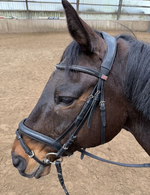 Trense Claridge House Soft Comfort / WB / inkl. Zubehör, Claridge House Soft Comfort, Julia B., Bridles & Headstalls, Hopsten