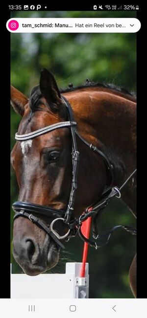 Zaum mit Glitzerstirnband, Tamara Schmid, Bridles & Headstalls, Niederurnen, Image 2