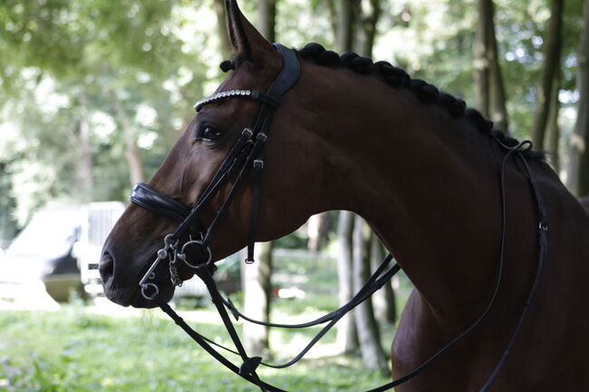 Bridlery Kandare, Bridlery  Kandare Charm , Laura , Bridles & Headstalls, Köln