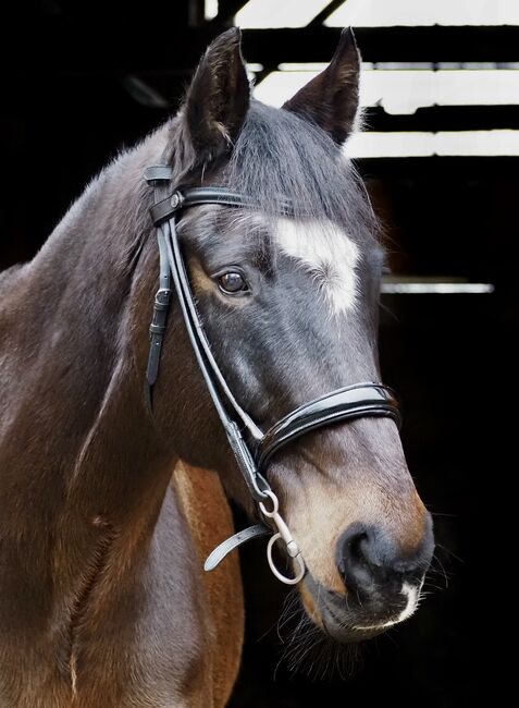 Bridlery Trense Classic, englisch, schwarz mit Lack-Nasenriemen, Bridlery Trense classic, englisch, Yvonne, Bridles & Headstalls, Hamburg