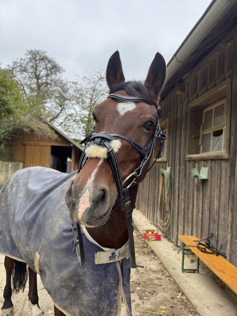 Bridles Zaumzeug gr.VB, Bridlery , Eva Mayr , Trensen, Haagen, Abbildung 2