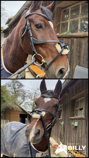 Bridles Zaumzeug gr.VB, Bridlery , Eva Mayr , Trensen, Haagen, Abbildung 3