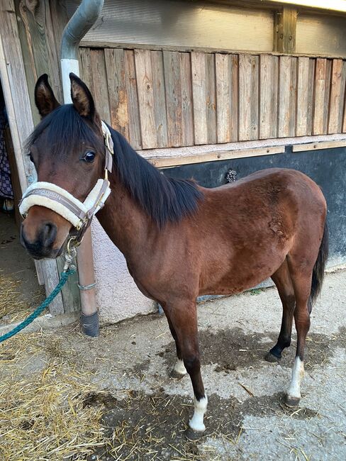 Brilliantes Vollblutaraberfohlen, Laura, Horses For Sale, Straden, Image 2