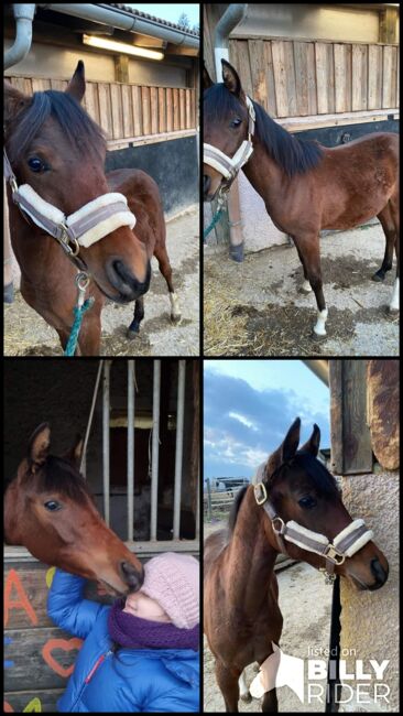 Brillantes Vollblutaraberfohlen "Eliano Nur", Ugri, Horses For Sale, Straden, Image 5