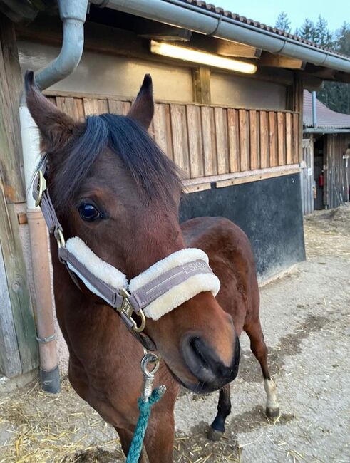 Brillantes Vollblutaraberfohlen "Eliano Nur", Ugri, Horses For Sale, Straden