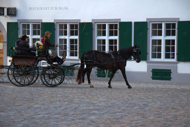 Einspänner-Brustblattgeschirr, Nadja Peter, Horse Harness, Ettingen, Image 2