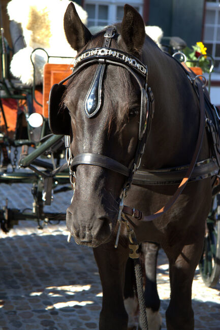 Einspänner-Brustblattgeschirr, Nadja Peter, Horse Harness, Ettingen, Image 3