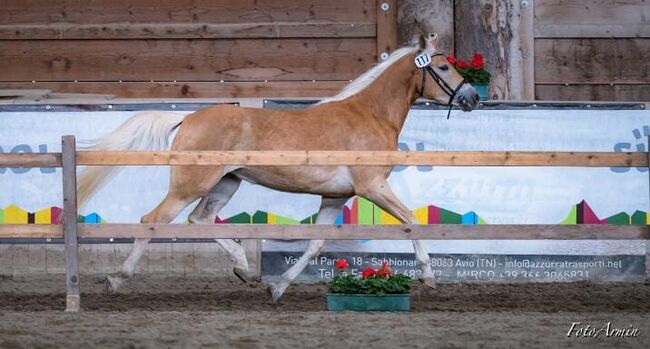 Angerittene Zuchtstute, Katharina Lehmann (Pferdevermittlung Leus), Horses For Sale, Eppan, Image 2