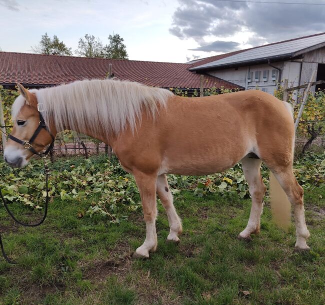 Angerittene Zuchtstute, Katharina Lehmann (Pferdevermittlung Leus), Horses For Sale, Eppan, Image 4