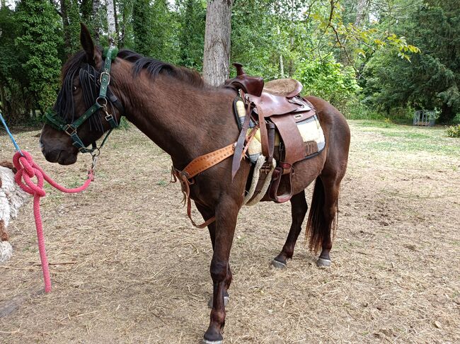 Selle western Bronco, Bronco Virginie Pavon, Pavon, Western Saddle, SAINT-MARTIN-D'ARY