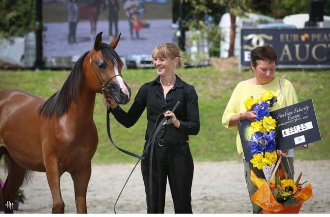 Zuchtstute Arabisches Vollblut *2014, Karin Merkel, Konie na sprzedaż, Nellingen, Image 6