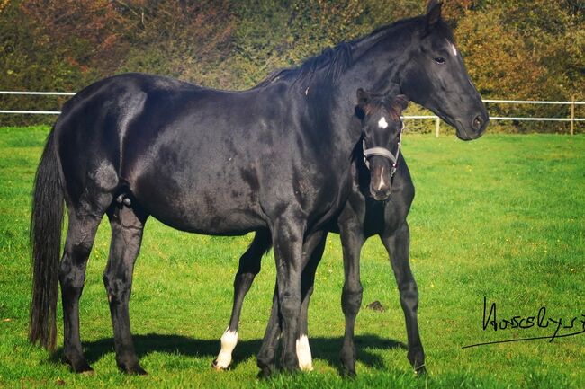 Zuchtstute v. DANCIER Hannoveraner Verband, Zahrt, Horses For Sale, Königstein im Taunus