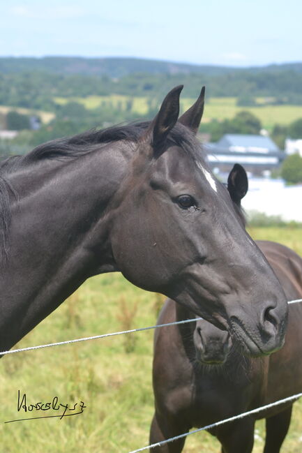 Zuchtstute v. DANCIER Hannoveraner Verband, Zahrt, Horses For Sale, Königstein im Taunus, Image 2
