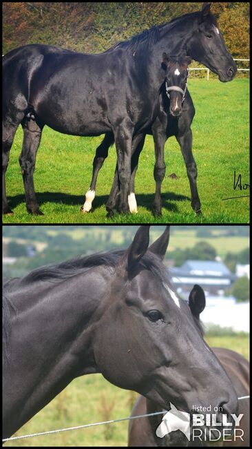 Zuchtstute v. DANCIER Hannoveraner Verband, Zahrt, Horses For Sale, Königstein im Taunus, Image 3