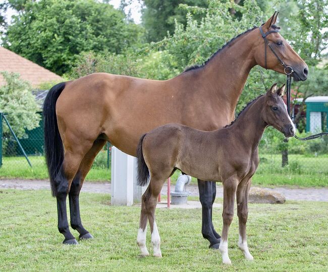 Zuchtstute, Kathrin , Horses For Sale, Tenze , Image 2