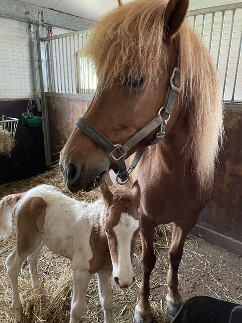 Zuchtstute Islandpferd, Fleur, Horses For Sale, Heiligenkreuz im Lafnitztal