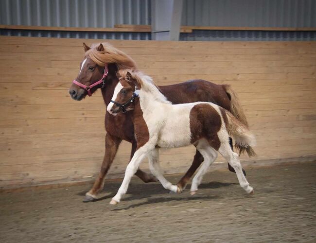 Zuchtstute Islandpferd, Fleur, Horses For Sale, Heiligenkreuz im Lafnitztal, Image 3