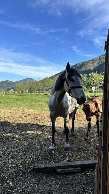 Zuchtstute Lippizaner Mix, Ingrid Erdkönig, Horses For Sale, Eselberg, Image 8