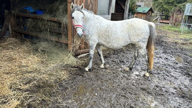 Zuchtstute Lippizaner Mix, Ingrid Erdkönig, Horses For Sale, Eselberg, Image 11