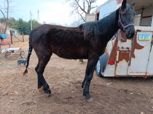 Broodmare or pasture pet, Jennifer, Pferd kaufen, New Boston