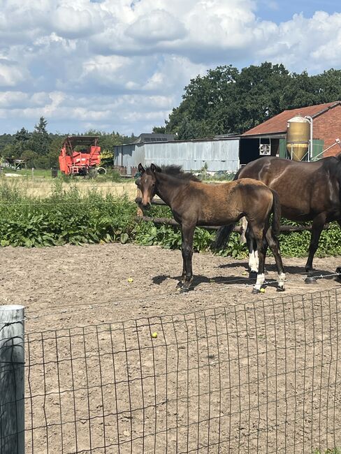 Zuchtstute mit Fohlen und tragend, Lühring , Horses For Sale, Hassel (Weser), Image 2