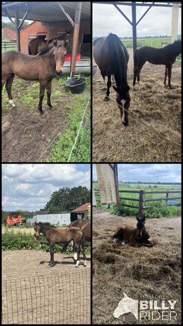 Zuchtstute mit Fohlen und tragend, Lühring , Horses For Sale, Hassel (Weser), Image 5