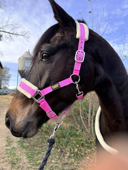Bride pour cheval - renfort en peau de mouton - rose, Trotando Juntos, Maite (Productos Ecuestres Trotando Juntos S.L), Bridles & Headstalls, Palau solita y plegamans
