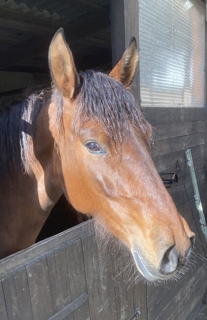 Braune PRE Stute für Freizeit, Anja, Horses For Sale, Hassendorf , Image 3