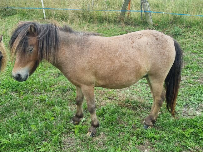 Freche Mini Shetty Stute sucht Aufgabe, Nadine  (Shettyzucht Frechdachs ), Horses For Sale, Heringen, Image 2