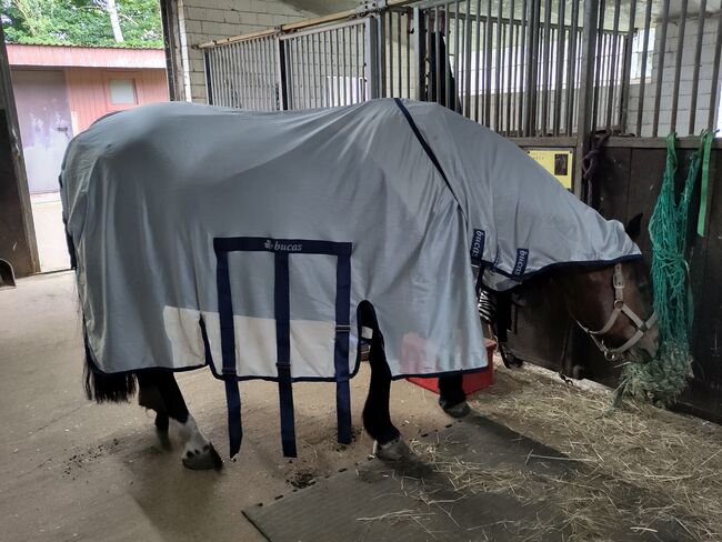 bucas buzz-off x 145 Fliegendecke, Bucas Buzz-off x Fliegendecke 145 cm, Frauke Morgenroth, Horse Blankets, Sheets & Coolers, Norderstedt, Image 6