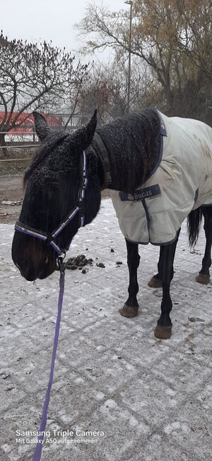 Bucas Power Turnout extra Silber 300g 135cm, Bucas Power Turnout , Jana Hoppe, Horse Blankets, Sheets & Coolers, Berlin