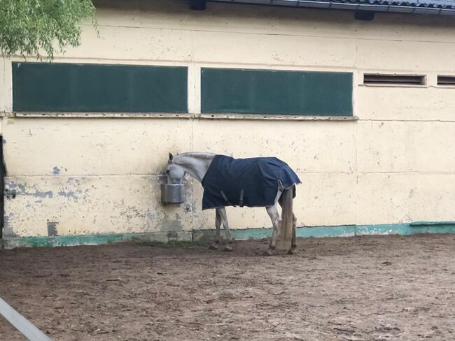 Bucas Regendecke 120, Bucas  Bucas Freedom Turnout Light, Patricia Schulz, Horse Blankets, Sheets & Coolers, Woltersdorf 