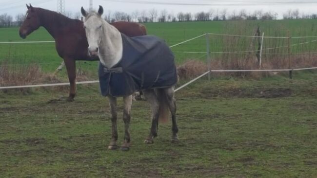 Bucas Regendecke 120, Bucas  Bucas Freedom Turnout Light, Patricia Schulz, Horse Blankets, Sheets & Coolers, Woltersdorf , Image 2