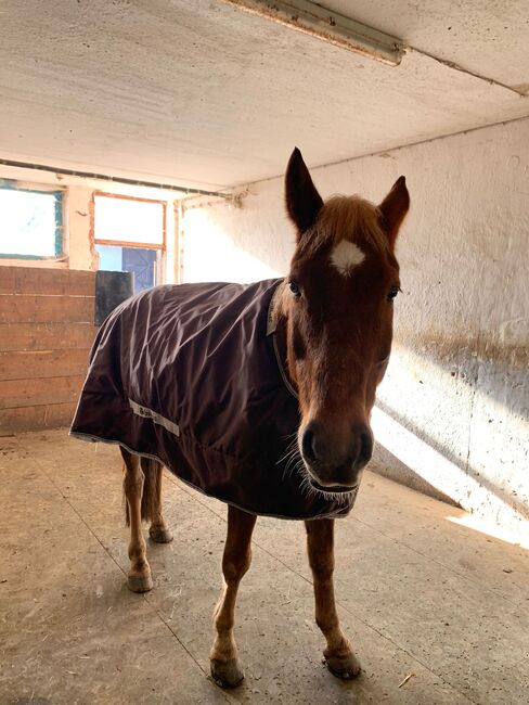 Bucas Smartex Extra 145cm, Bucas Smartex Extra, Michaela Angermair, Pferdedecken, Erding, Abbildung 4