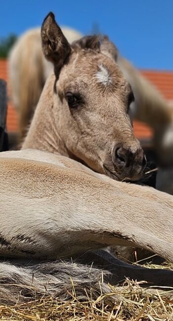 Buckskinfarbener Kracher (Quarter Horse), Kerstin Rehbehn (Pferdemarketing Ost), Horses For Sale, Nienburg, Image 6